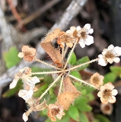 Pomax umbellata (A Pomax) at Crowther, NSW - Yesterday by Frecko
