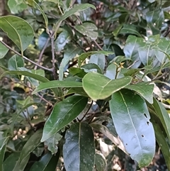 Cryptocarya glaucescens at Fernbrook, NSW - 28 May 2025 by jason_john