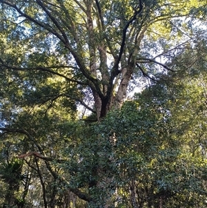 Unverified Plant at Fernbrook, NSW - Yesterday by jason_john
