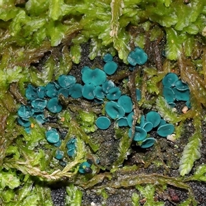 Chlorociboria at Paddys River, ACT - Yesterday by TimL