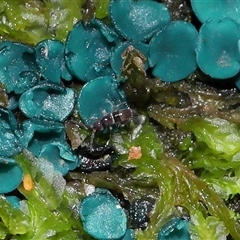Entomobryomorpha (order) (Entomobryomorph springtail) at Paddys River, ACT - Yesterday by TimL