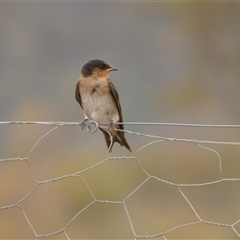 Hirundo neoxena (Welcome Swallow) at Ballyroe, NSW - 29 Aug 2019 by TwoRivers