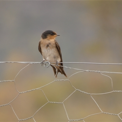Hirundo neoxena (Welcome Swallow) at Ballyroe, NSW - 29 Aug 2019 by TwoRivers