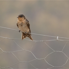 Hirundo neoxena at Ballyroe, NSW - suppressed