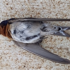 Hirundo neoxena at Ballyroe, NSW - suppressed