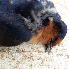 Hirundo neoxena at Ballyroe, NSW - suppressed