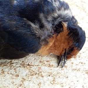 Hirundo neoxena at Ballyroe, NSW - suppressed