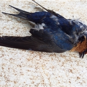 Hirundo neoxena at Ballyroe, NSW - suppressed