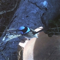 Malurus cyaneus (Superb Fairywren) at Ballyroe, NSW - 2 Feb 2023 by TwoRivers