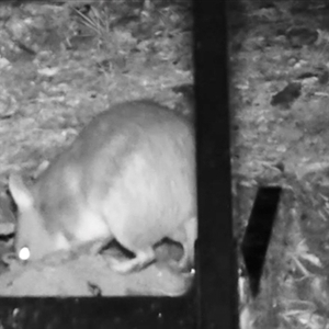 Perameles nasuta at Bucketty, NSW - 29 May 2025 07:13 AM