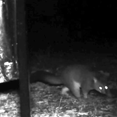 Trichosurus vulpecula (Common Brushtail Possum) at Bucketty, NSW - 27 May 2025 by MartinPredavec