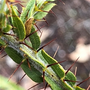 Acacia paradoxa at Crowther, NSW - Yesterday by Frecko
