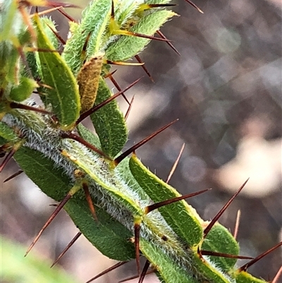 Acacia paradoxa (Kangaroo Thorn) at Crowther, NSW - 28 May 2025 by Frecko
