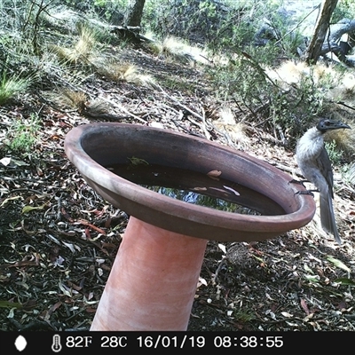 Philemon corniculatus (Noisy Friarbird) at Ballyroe, NSW - 16 Jan 2019 by TwoRivers