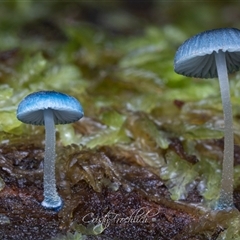Mycena interrupta (Pixie's Parasol) at Paddys River, ACT - 28 May 2025 by Cristy1676