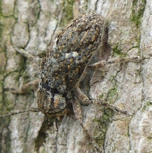 Unverified Longhorn beetle (Cerambycidae) at Braemar, NSW - 29 Nov 2024 by Curiosity