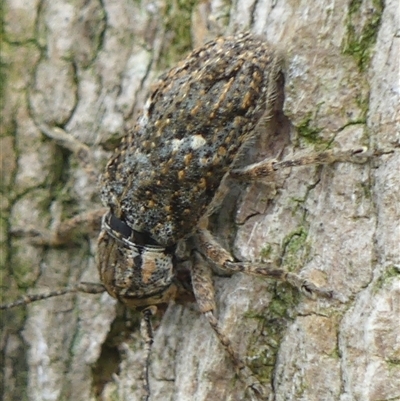Rhytiphora (genus) (Longhorn beetle) at Braemar, NSW - 29 Nov 2024 by Curiosity
