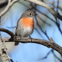 Petroica boodang (Scarlet Robin) at Denman Prospect, ACT - 28 May 2025 by LineMarie