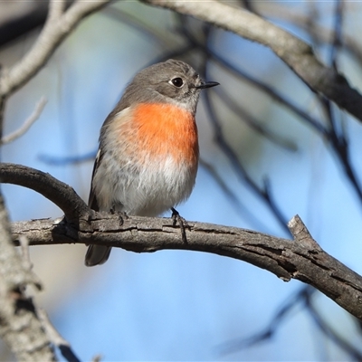 Petroica boodang (Scarlet Robin) at Denman Prospect, ACT - 28 May 2025 by LineMarie