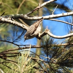 Daphoenositta chrysoptera (Varied Sittella) at Strathnairn, ACT - 28 May 2025 by LineMarie