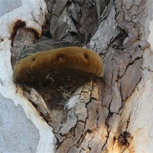 Unverified Pored or somewhat maze-like on underside [bracket polypores] at Karabar, NSW - Today by Paul4K