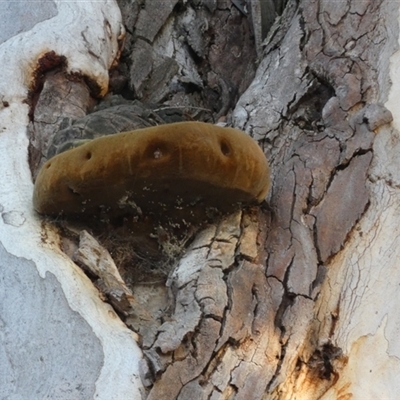 Unverified Pored or somewhat maze-like on underside [bracket polypores] at Karabar, NSW - 29 May 2025 by Paul4K