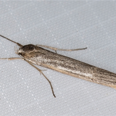 Philobota brachypterous (A Concealer moth (Philobota group) at Melba, ACT - 26 May 2025 by kasiaaus