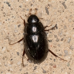 Limnoxenus zealandicus (water scavenger beetle) at Melba, ACT - 26 May 2025 by kasiaaus