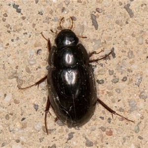 Limnoxenus zealandicus (water scavenger beetle) at Melba, ACT - 26 May 2025 by kasiaaus