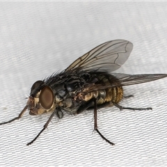 Calliphora stygia (Brown blowfly or Brown bomber) at Melba, ACT - 26 May 2025 by kasiaaus