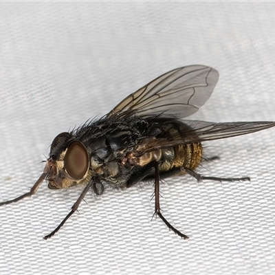 Calliphora stygia (Brown blowfly or Brown bomber) at Melba, ACT - 26 May 2025 by kasiaaus