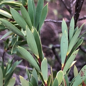 Styphelia triflora (Five-corners) at Crowther, NSW - Yesterday by Frecko
