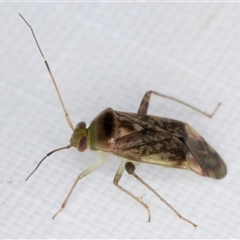 Diomocoris (genus) (A mirid bug) at Melba, ACT - 26 May 2025 by kasiaaus