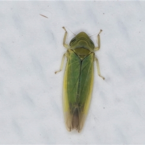 Typhlocybinae (subfamily) (A leafhopper) at Melba, ACT - 26 May 2025 by kasiaaus