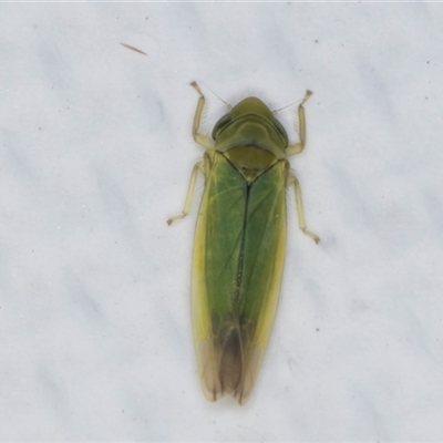 Typhlocybinae (subfamily) (A leafhopper) at Melba, ACT - 26 May 2025 by kasiaaus