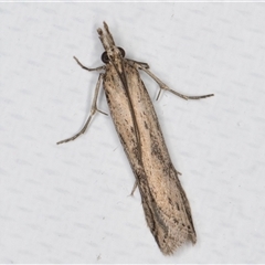 Faveria tritalis (Couchgrass Webworm) at Melba, ACT - 26 May 2025 by kasiaaus