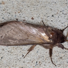 Oxycanus silvanus at Melba, ACT - 26 May 2025 by kasiaaus
