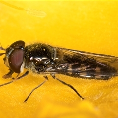 Melangyna sp. (genus) (Hover Fly) at Melba, ACT - Yesterday by kasiaaus