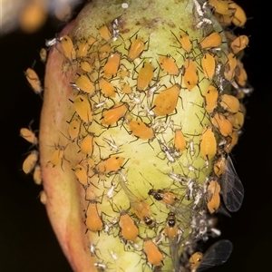 Aphis nerii (Milkweed Aphid) at Melba, ACT - Yesterday by kasiaaus
