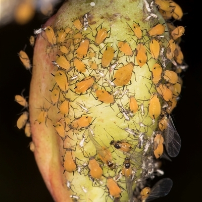 Aphis nerii (Milkweed Aphid) at Melba, ACT - Yesterday by kasiaaus