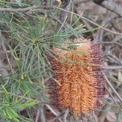 Banksia spinulosa (Hairpin Banksia) at Capital Hill, ACT - 24 Jul 2024 by MichaelBedingfield