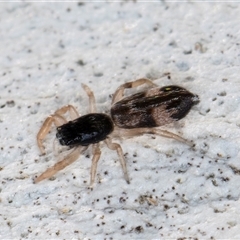 Holoplatys sp. (genus) (Unidentified Holoplatys jumping spider) at Melba, ACT - 28 May 2025 by kasiaaus