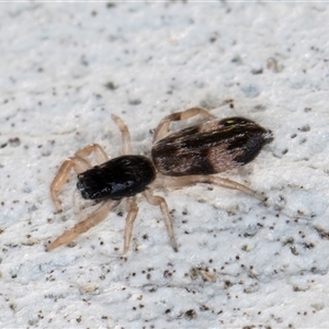 Unverified Jumping or peacock spider (Salticidae) at Melba, ACT - Yesterday by kasiaaus