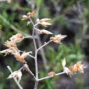 Cassinia laevis subsp. rosmarinifolia at Crowther, NSW - Yesterday by Frecko