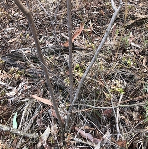 Cassinia laevis subsp. rosmarinifolia at Crowther, NSW - 28 May 2025 03:19 PM