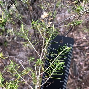 Cassinia laevis subsp. rosmarinifolia at Crowther, NSW - 28 May 2025 03:19 PM