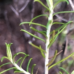 Cassinia laevis subsp. rosmarinifolia at Crowther, NSW - 28 May 2025 03:19 PM