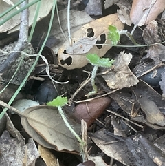 Hydrocotyle laxiflora (Stinking Pennywort) at Yarralumla, ACT - 28 May 2025 by Jennybach