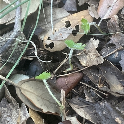 Hydrocotyle laxiflora (Stinking Pennywort) at Yarralumla, ACT - 28 May 2025 by Jennybach