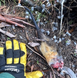 Rattus rattus at Paddys River, ACT - 27 May 2025 by teeniiee